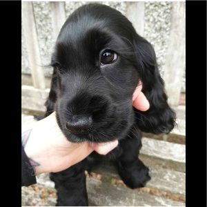 ❌Sold❌ do not purchase ‼️‼️‼️